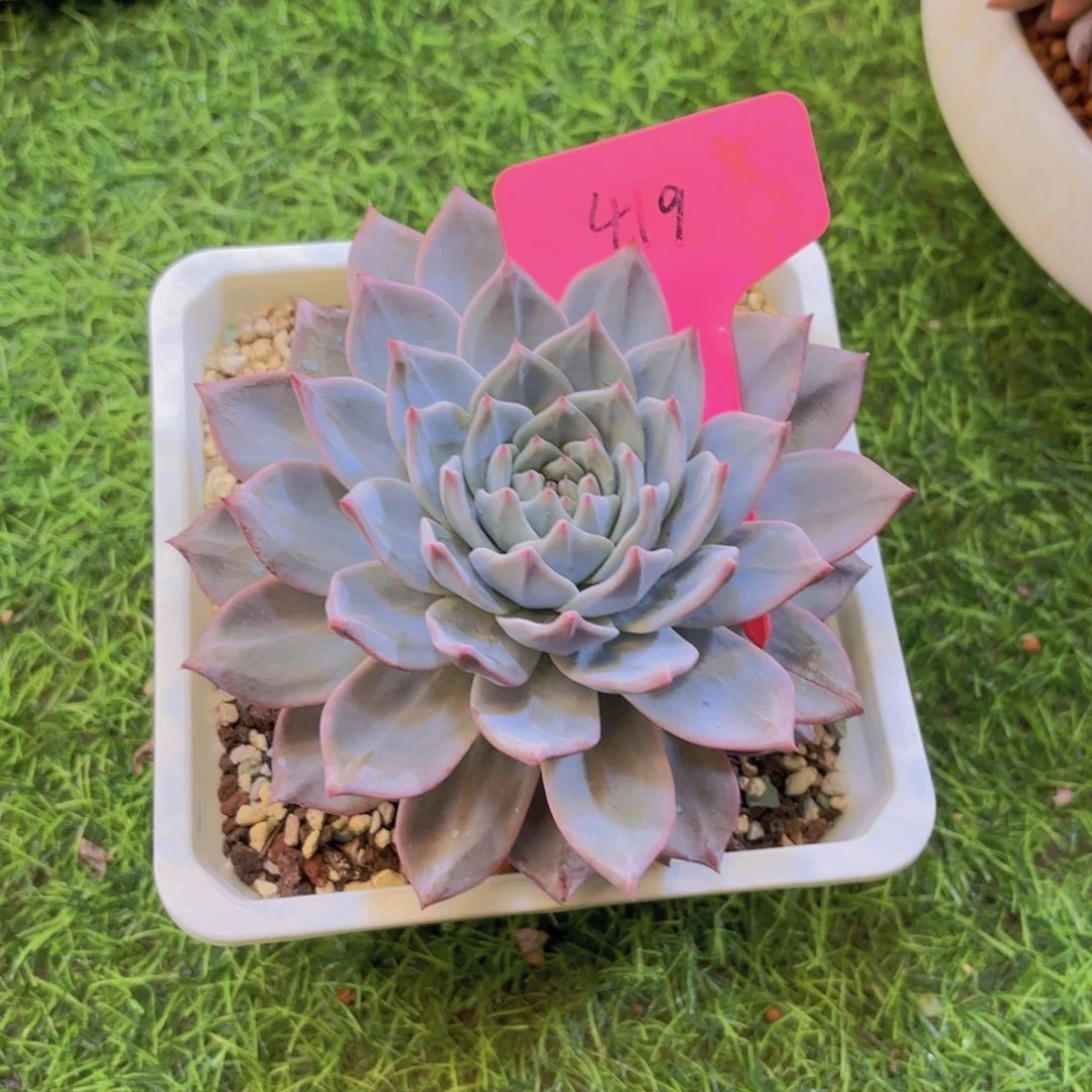 J***嘉云南金致家精品多肉