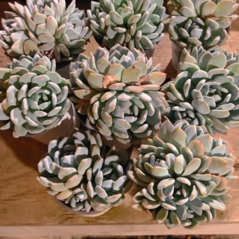 精品多肉梦露三头八个