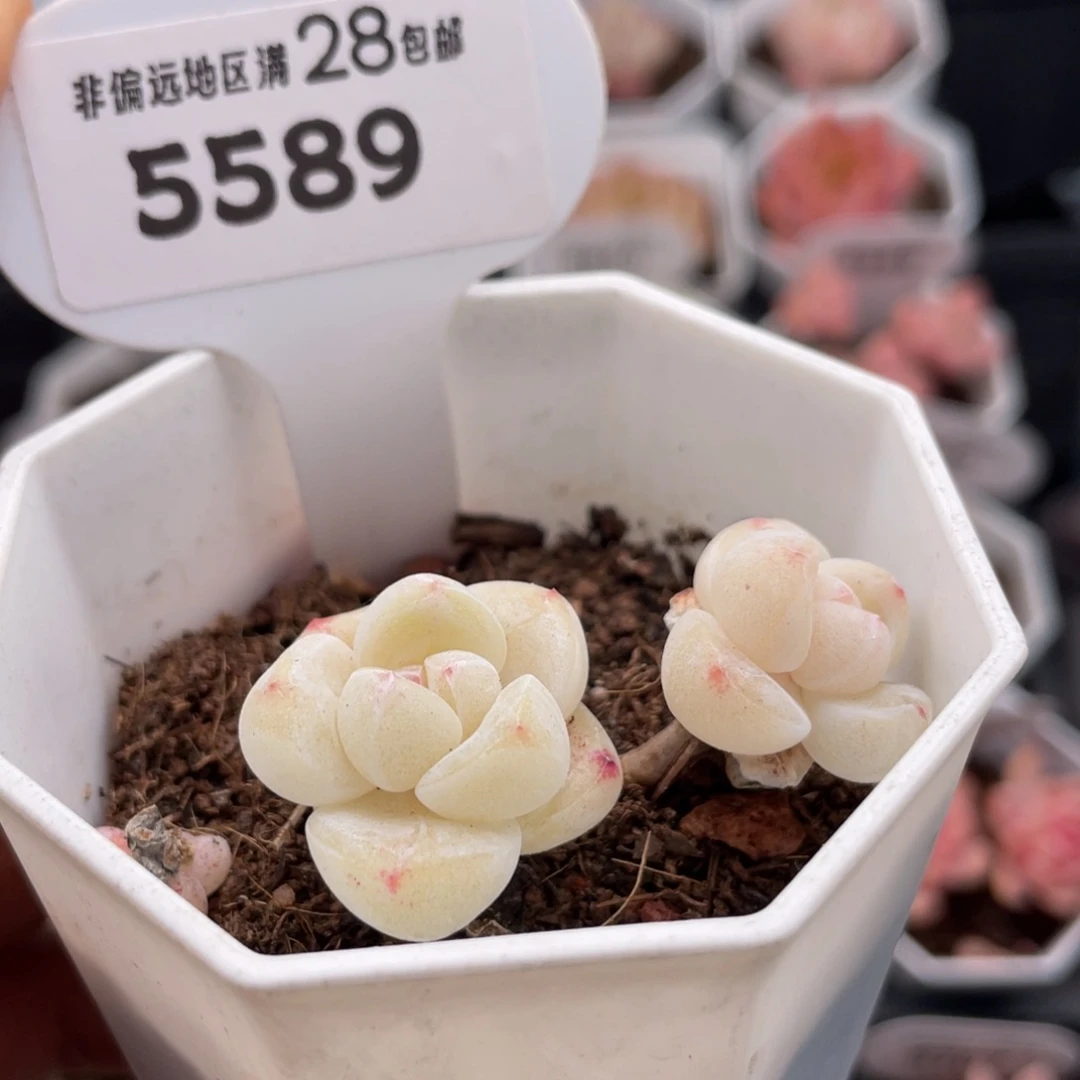 冰玉5589-4.5厘米