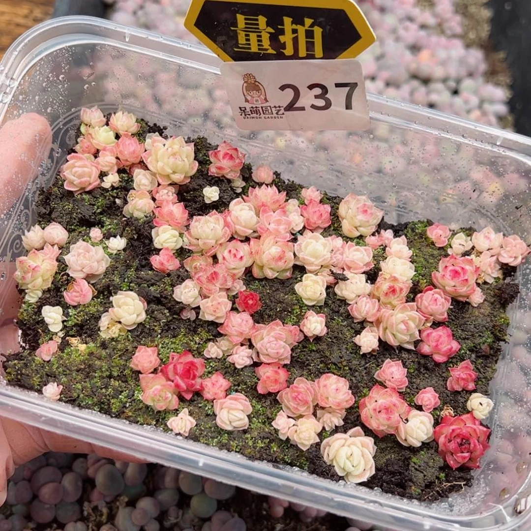 多肉植物多肉植物