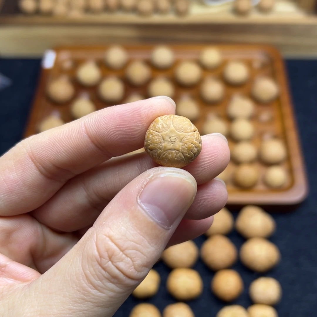 手串凤眼菩提16.8五星上将