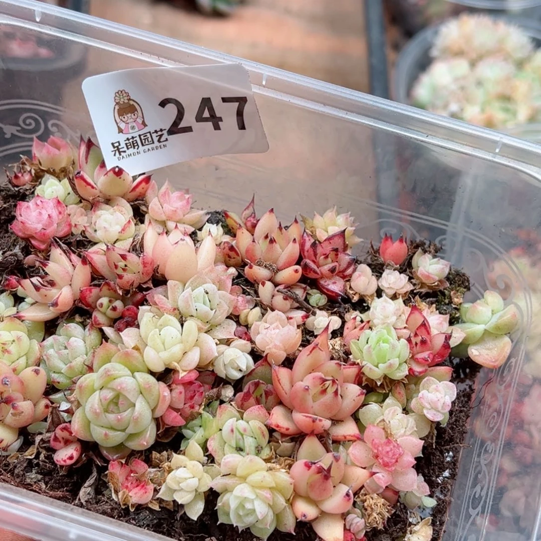 多肉植物多肉植物