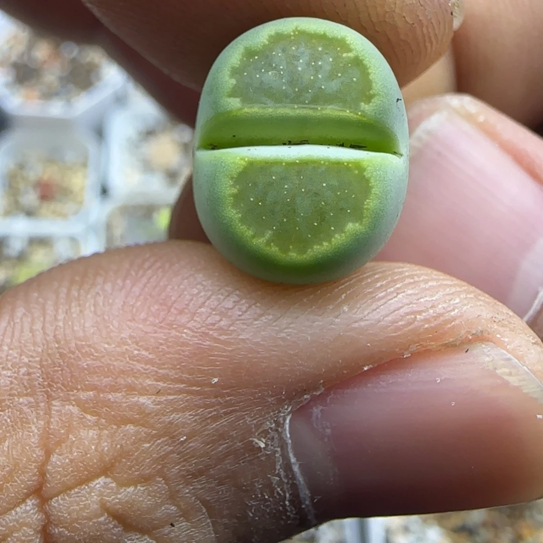 259 生石花大棚直播
