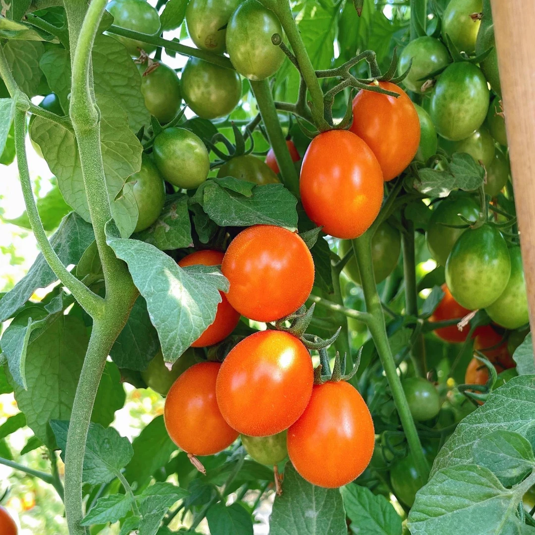 现摘黄色小番茄金玲珑圣女果樱桃小西红柿新鲜应季孕妇水果非千禧