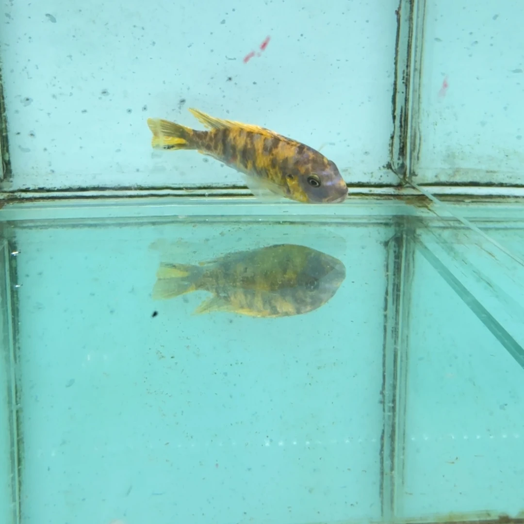 慈鲷黄金斑马mc684。