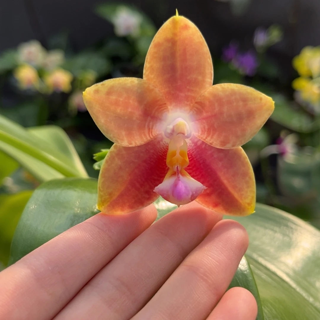 完全开放2.5寸爱人交四季开花株