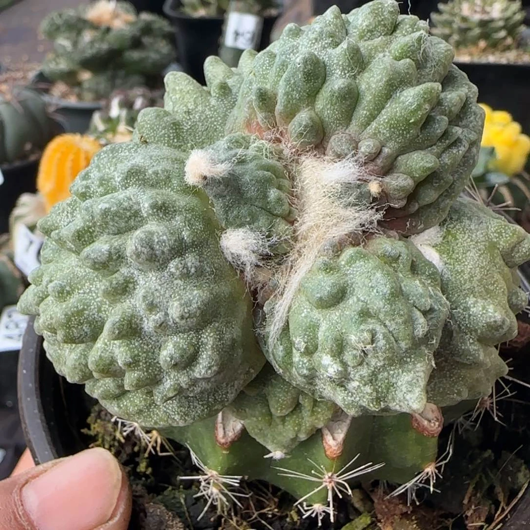 【闪购商品】崇**武特选大尤怒744