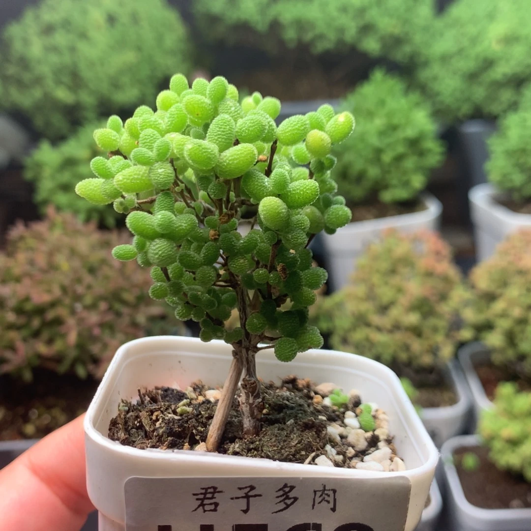 569蜜橘。