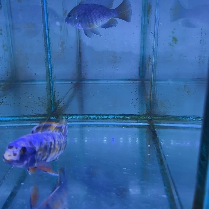 一***花慈鲷鱼261号1111111