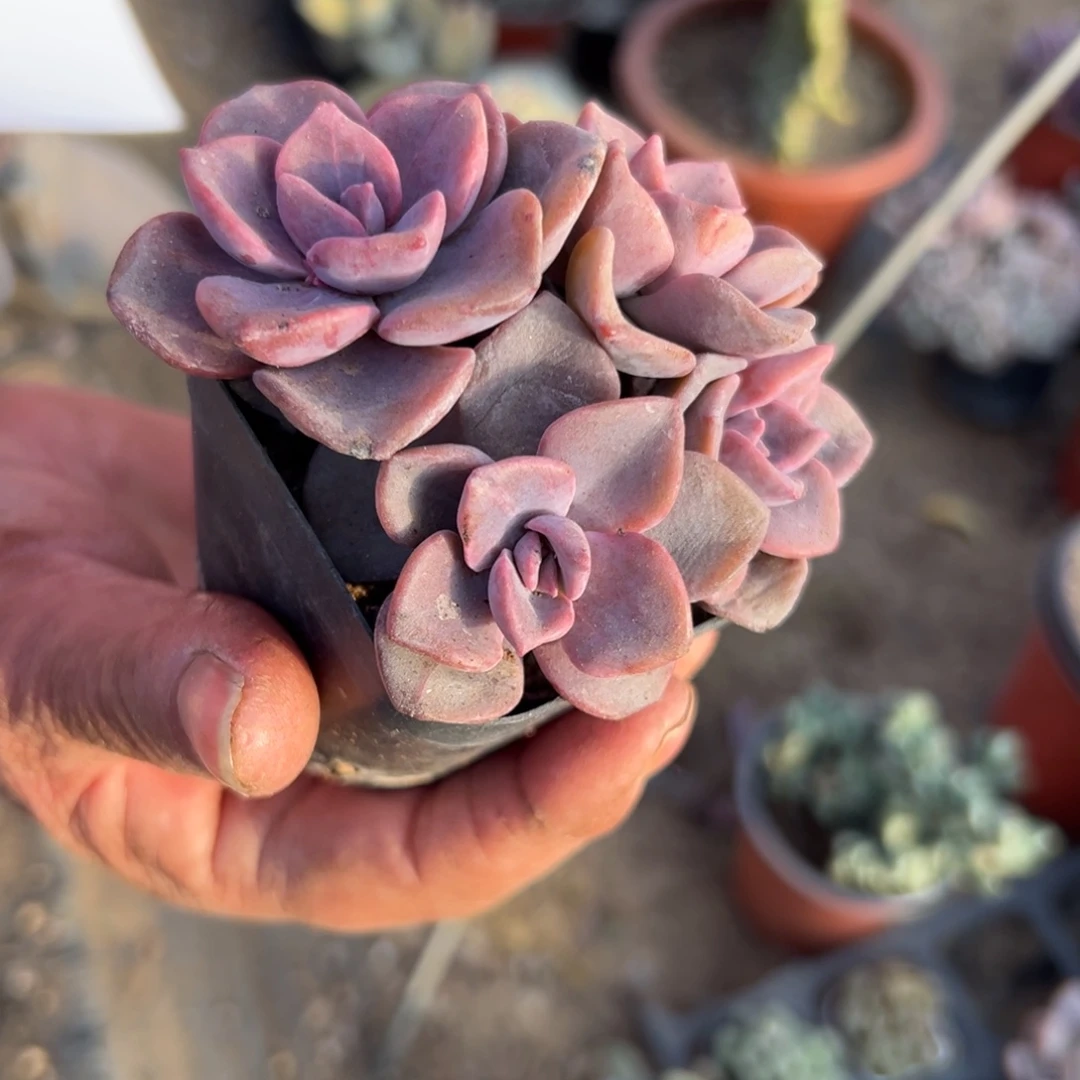 多肉植物多肉植物