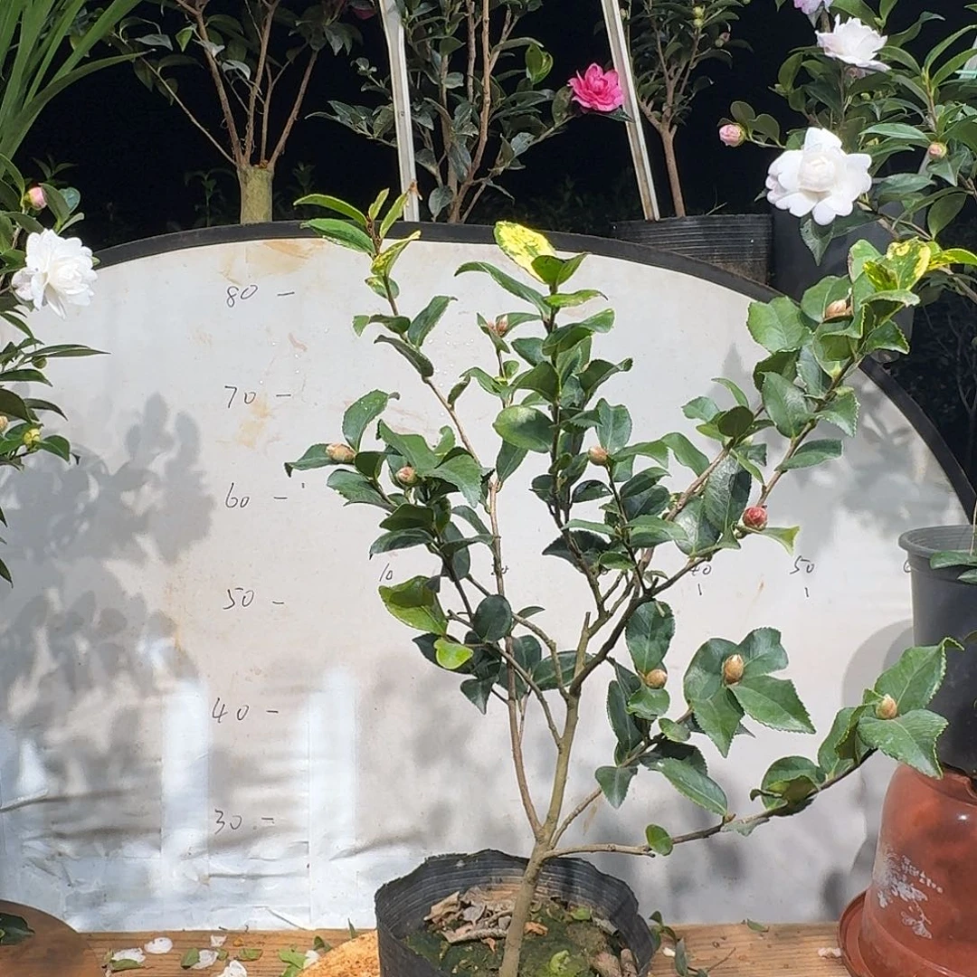 无花朵8688丹玉40