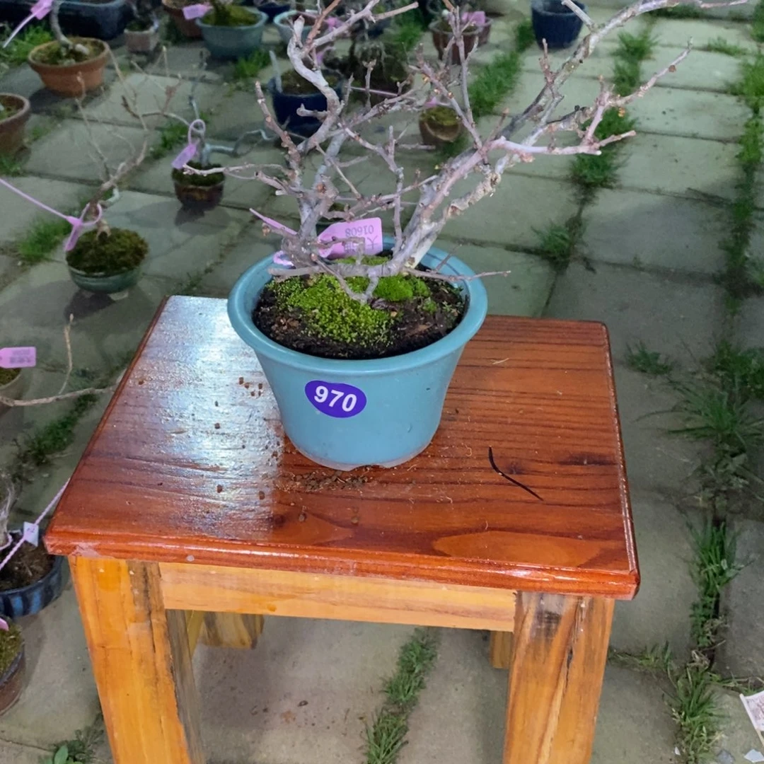 红陶年*力红红火火过大970