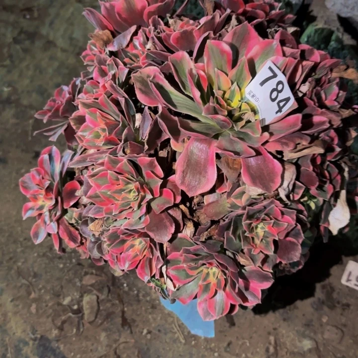 784女妖多肉植物不售后