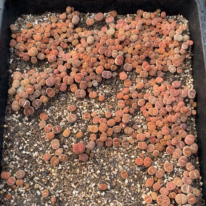 精品多肉植物下土发货