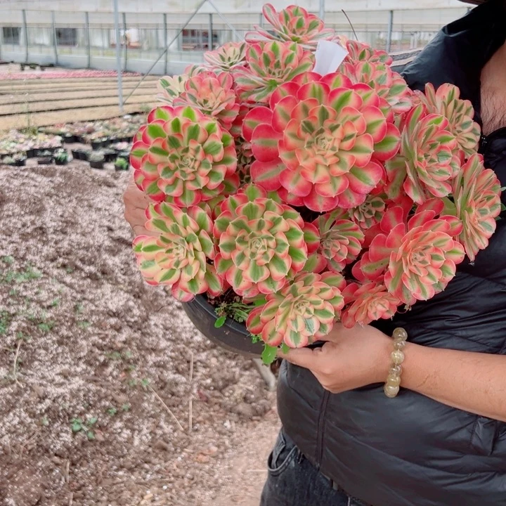 女巫5加伦40号多肉法师