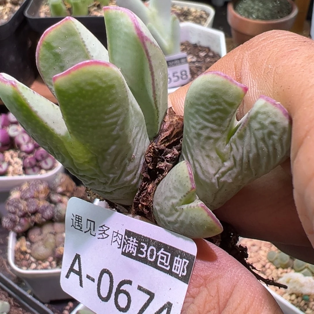 肉植物111多种111