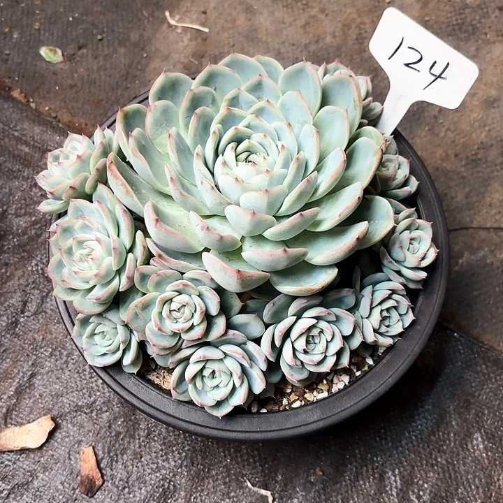 多肉植物，水晶玫瑰124号