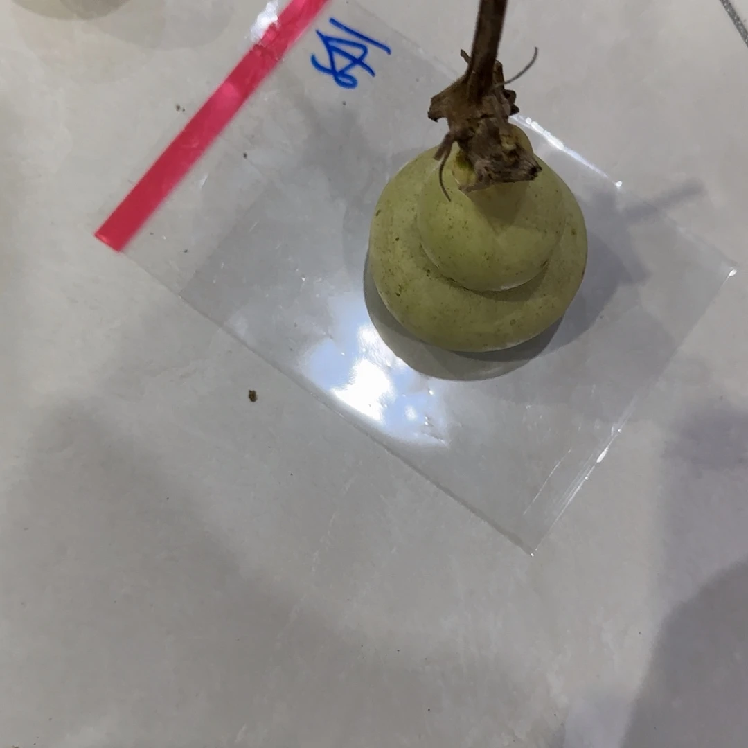 李***货青皮不包成青皮不包成