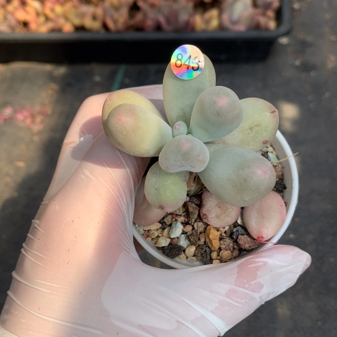 米可奶酪多肉米可奶843