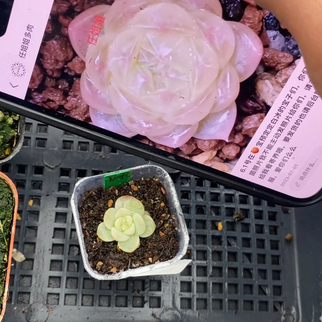 标签577白冰一个多肉