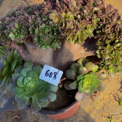 万缀朵朵多肉植物688多肉