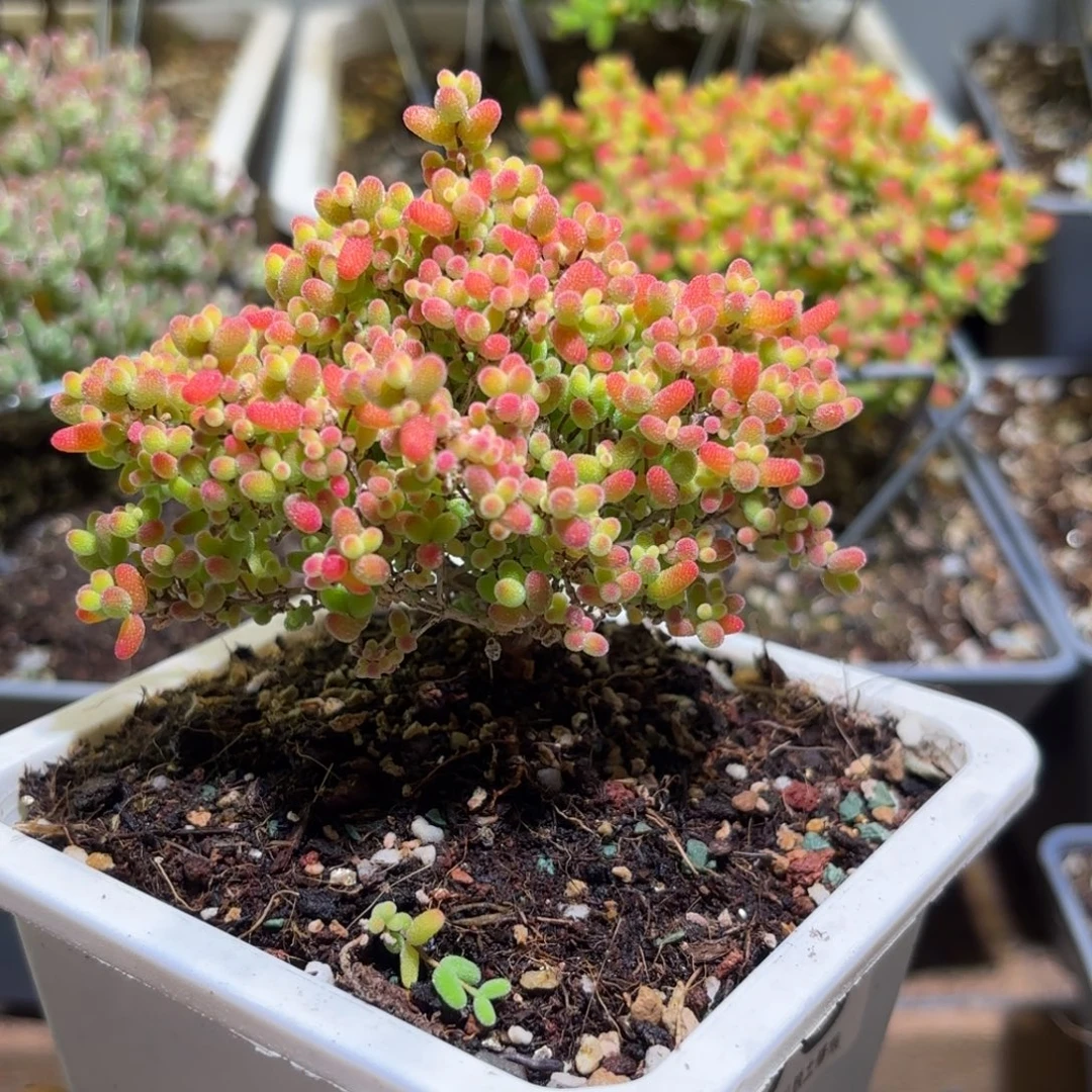 密橘糖球枝干番杏355