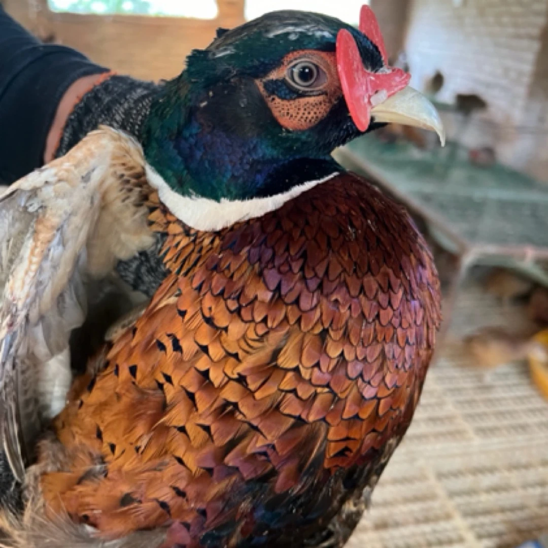 顺丰包邮【1公1母】 宠物鸡 七彩山鸡包活到家