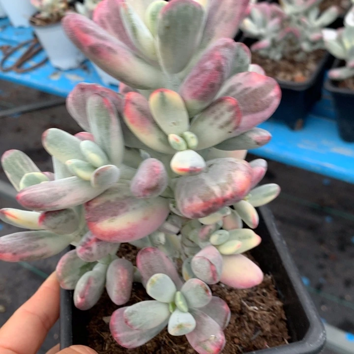 无花朵乒乓福娘锦0830