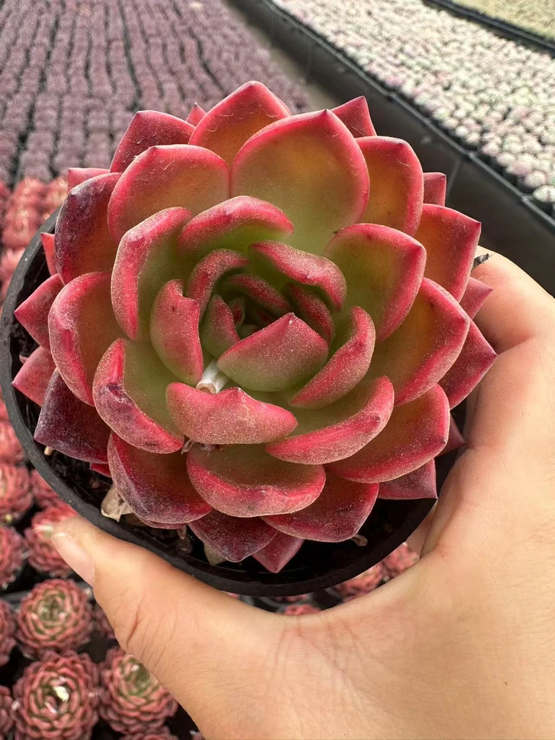 90#提灯多肉植物  前男友精品多肉 A1016