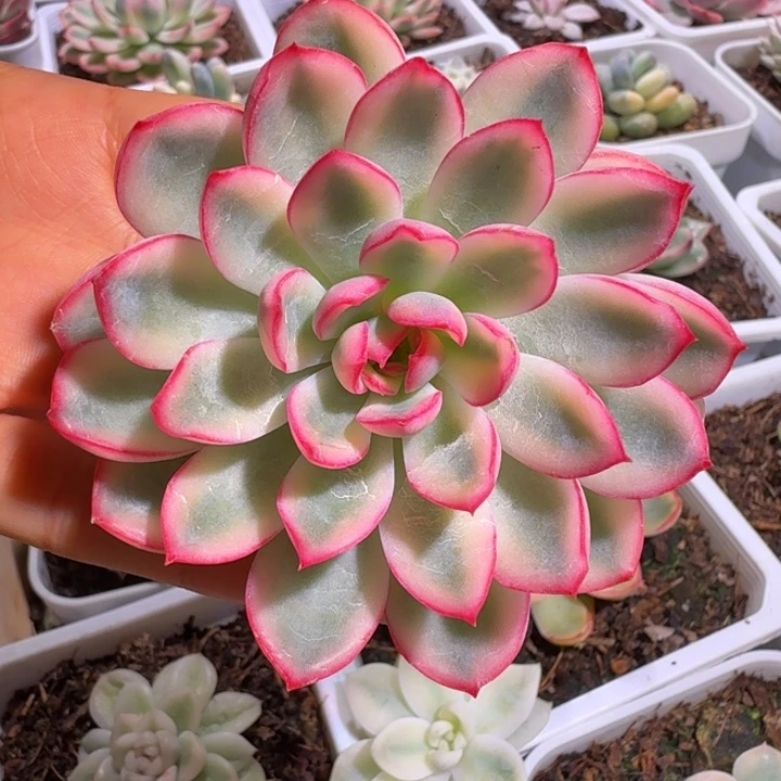 雨燕座锦多肉植物