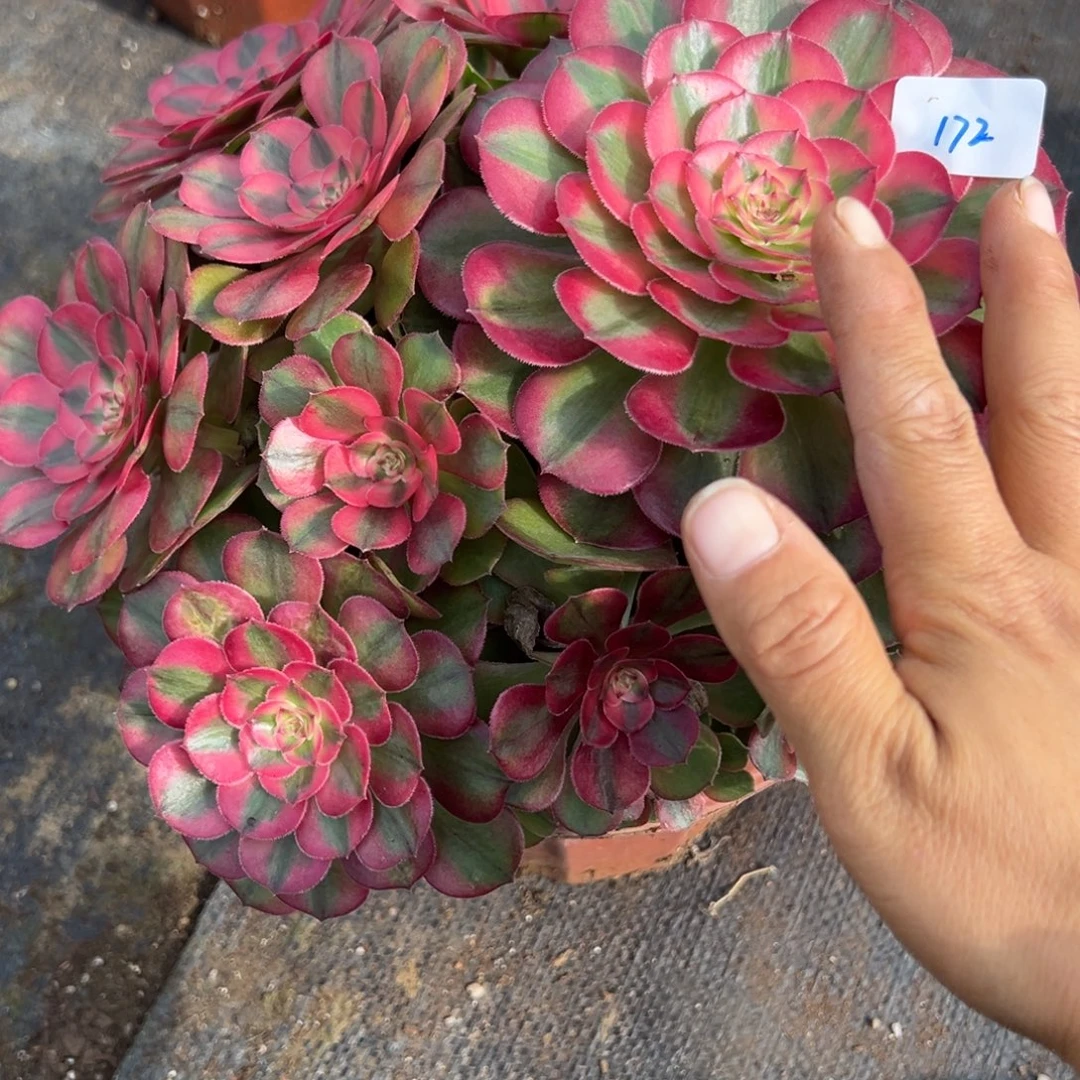 172荔枝多肉多肉多肉