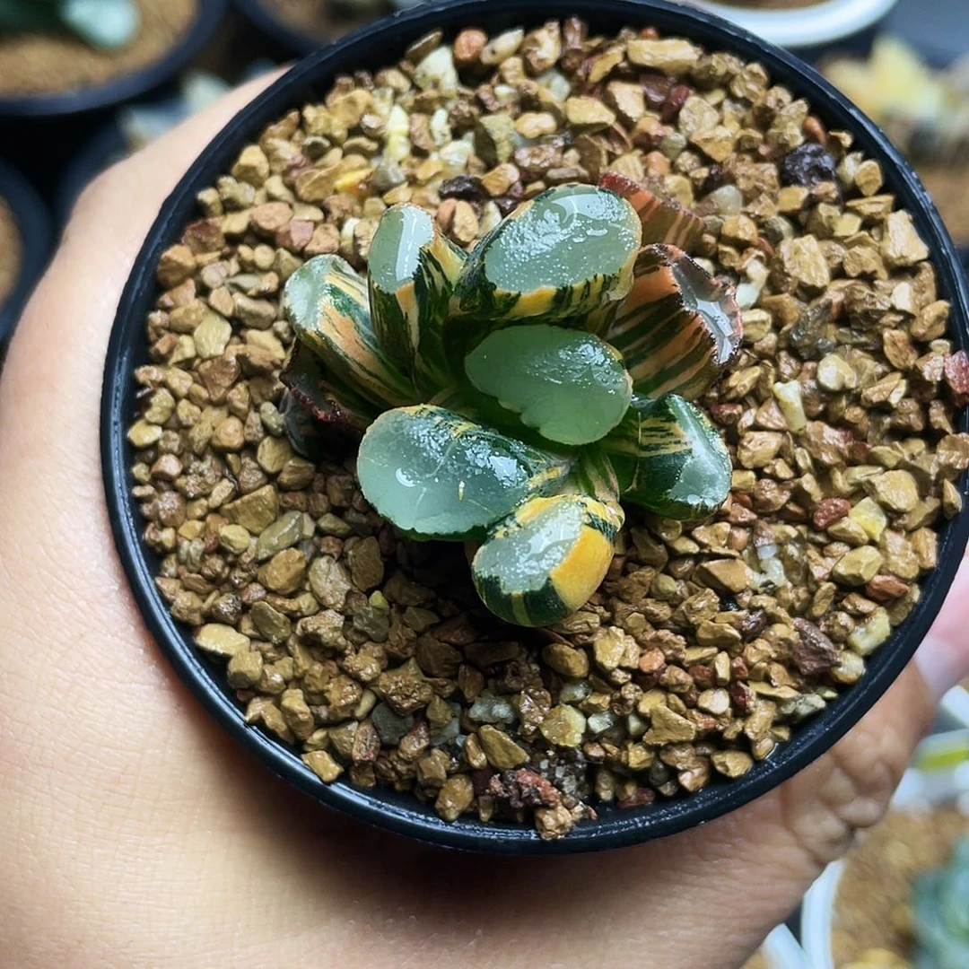 透镜万象锦十二卷多肉