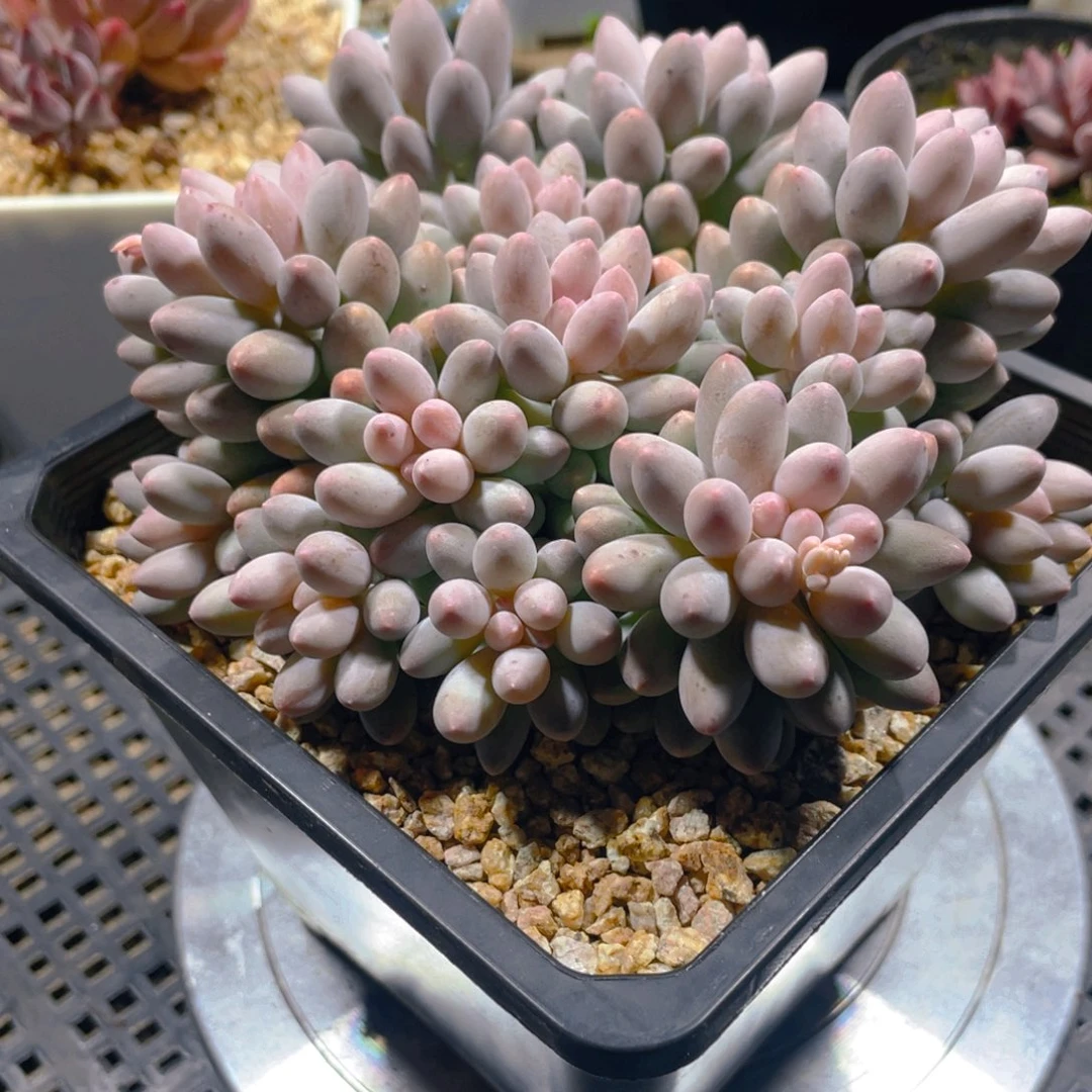 婴儿手指多肉植物一棵