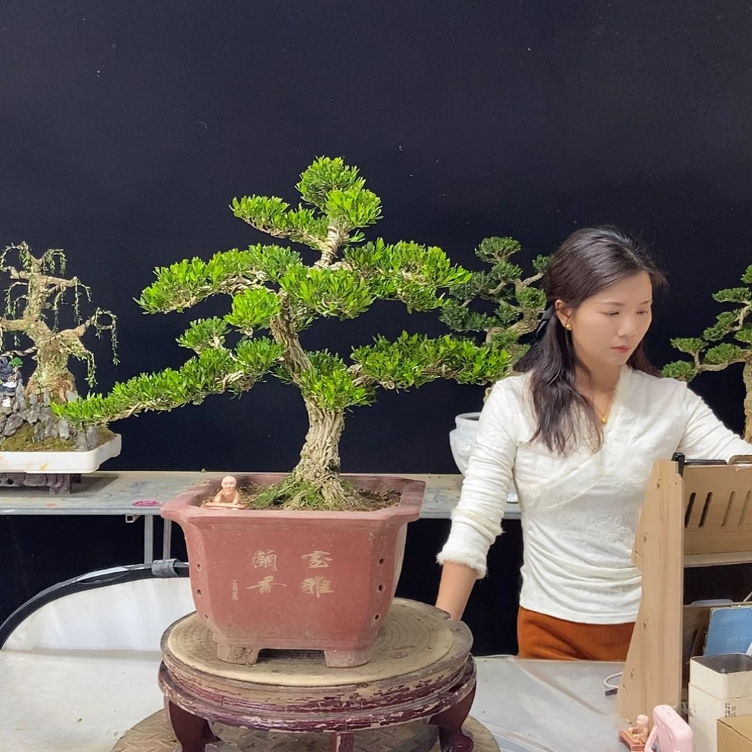 无花朵广东皱皮雀舌黄杨