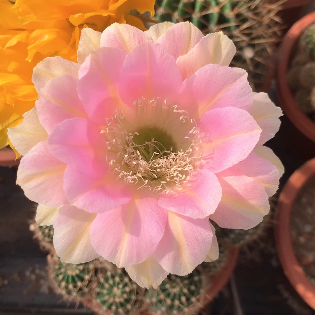 4716实生彩草15公分杯小小瑕疵