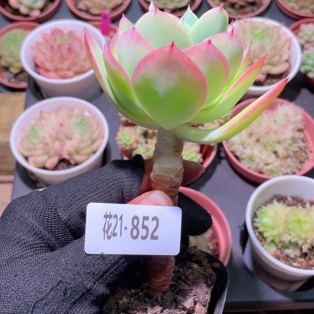 花利美21-852碧桃