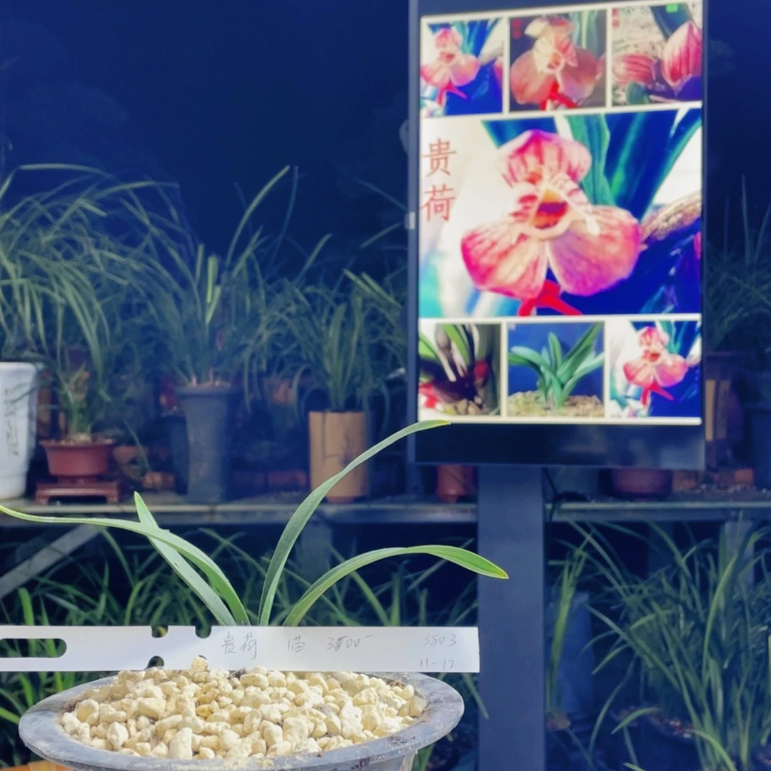 善***晓完全开放贵荷1苗寄养