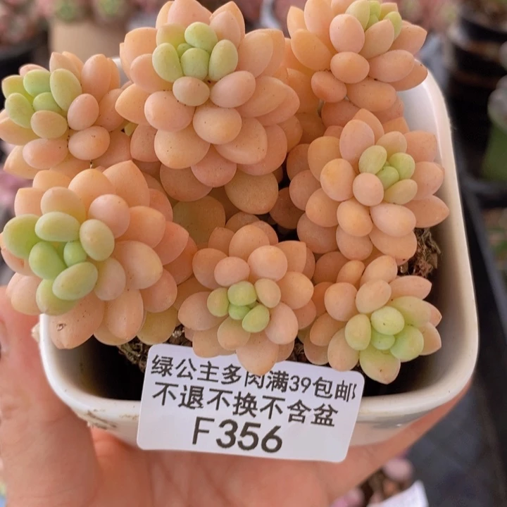 洛可可8cm356多肉植物