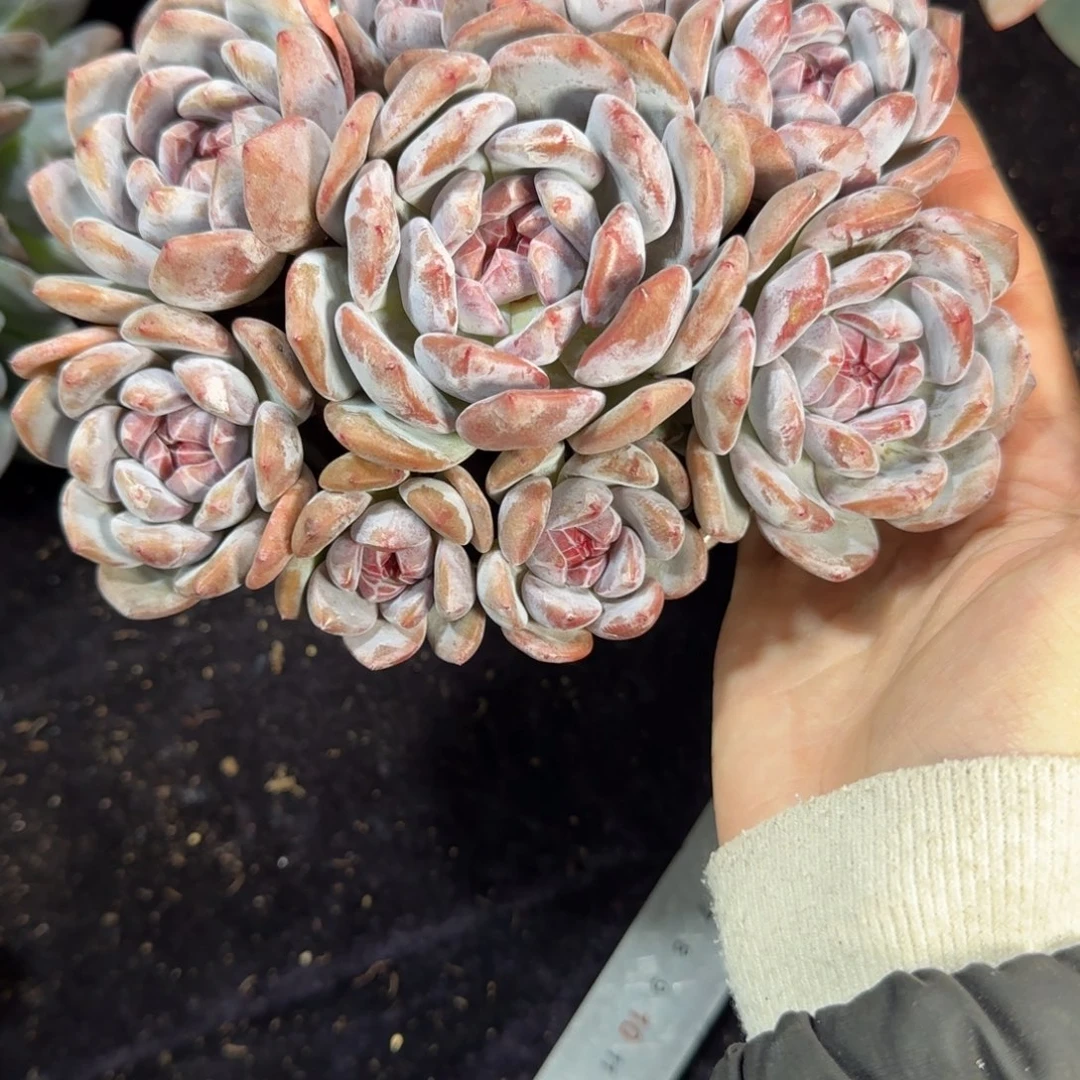 许****补差价星影石榴籽9头