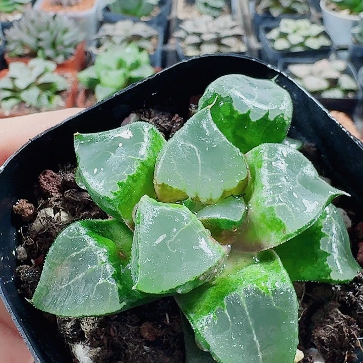 无花朵十二卷 龙喜 开播福利