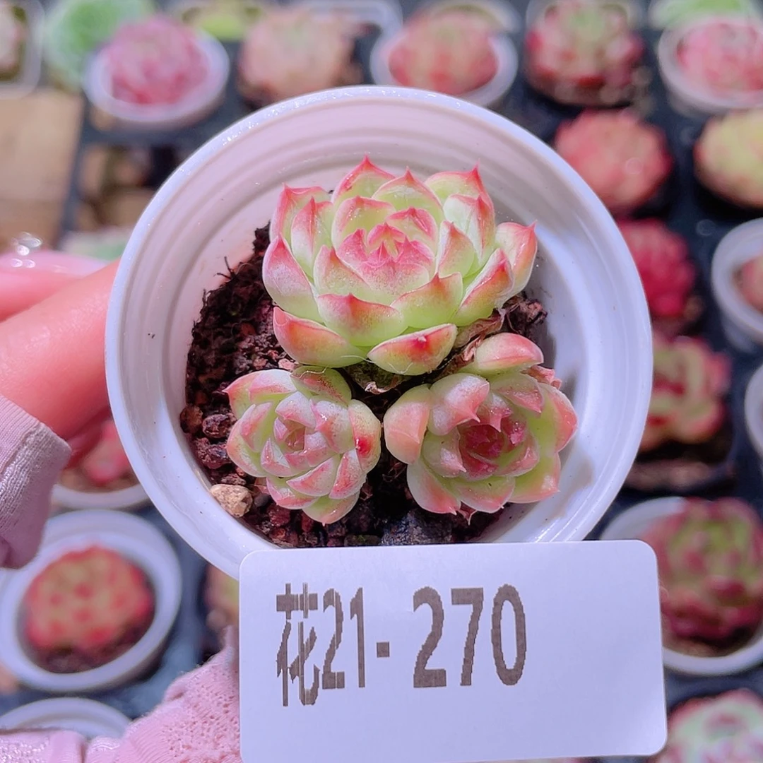 花利美21-270新品