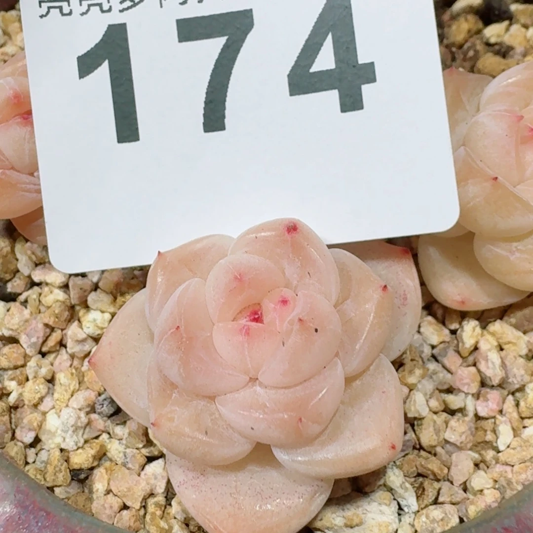 L****e玉玺         精品多肉