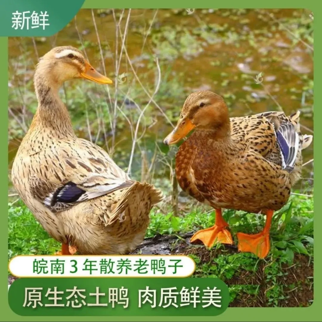 【3年老鸭1只】农家散养生态五谷喂养正宗好吃的老鸭
