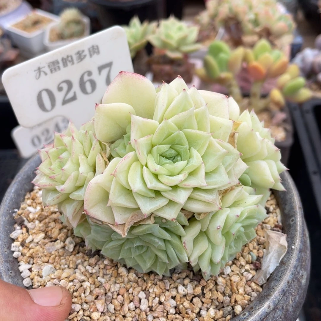 0267白天鹅不带盆9厘米