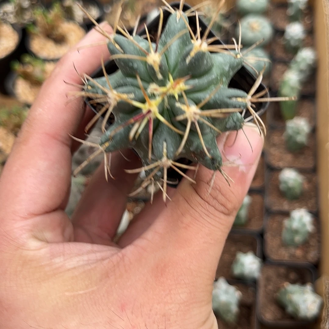 黑罗萨单头发货有根