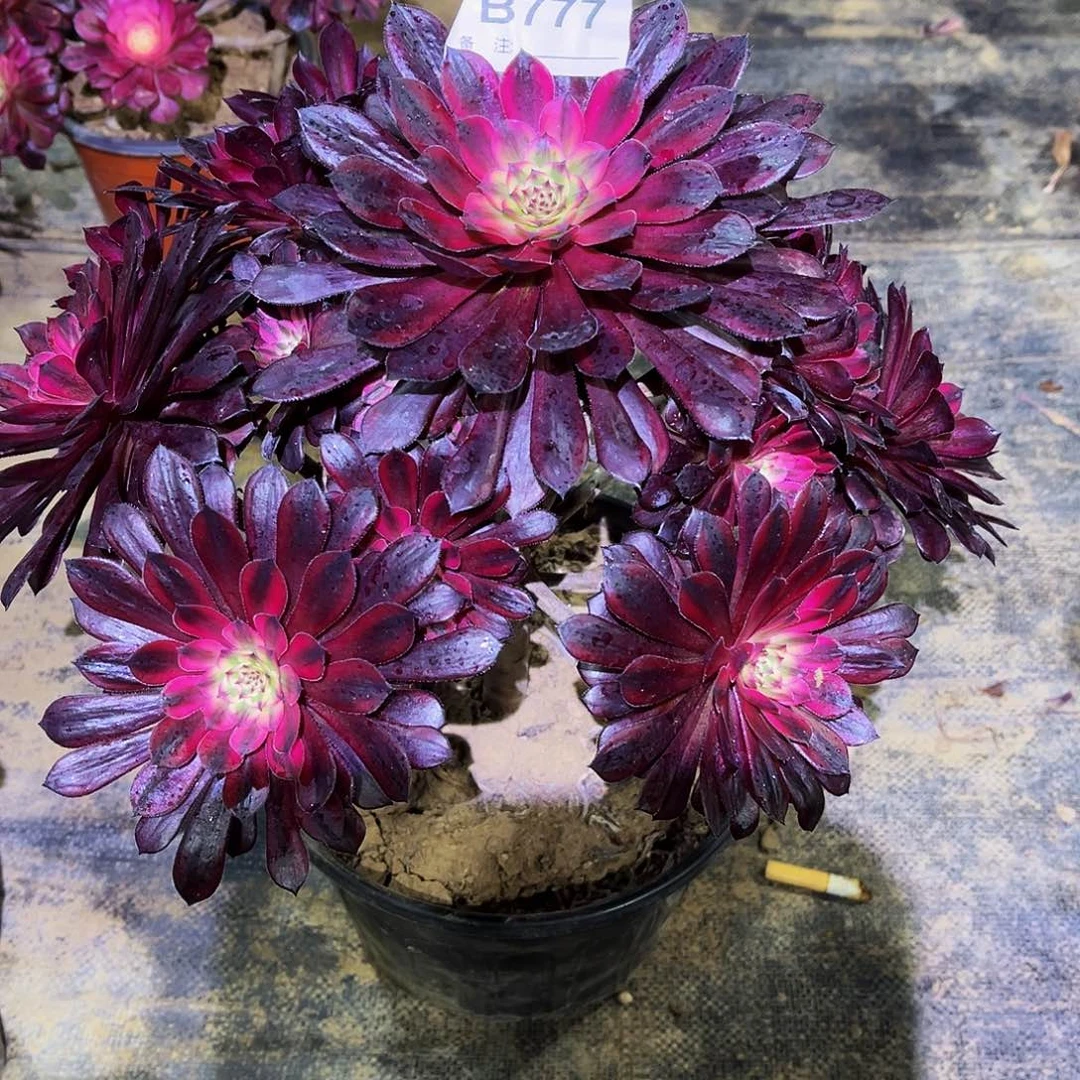 多肉777黑天鹅法师