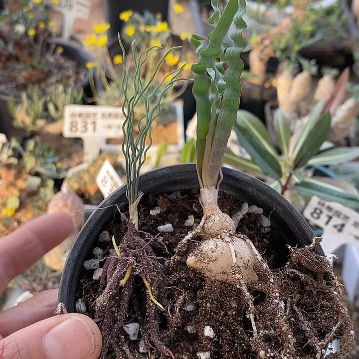 256方便面➕海带一一一一