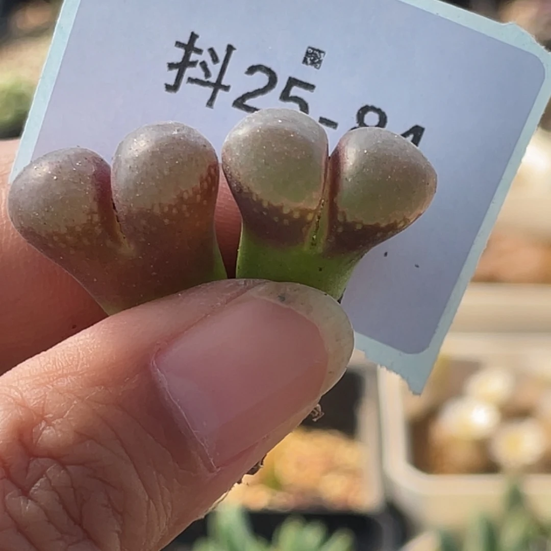 吉***人25-84肉锥多肉植物