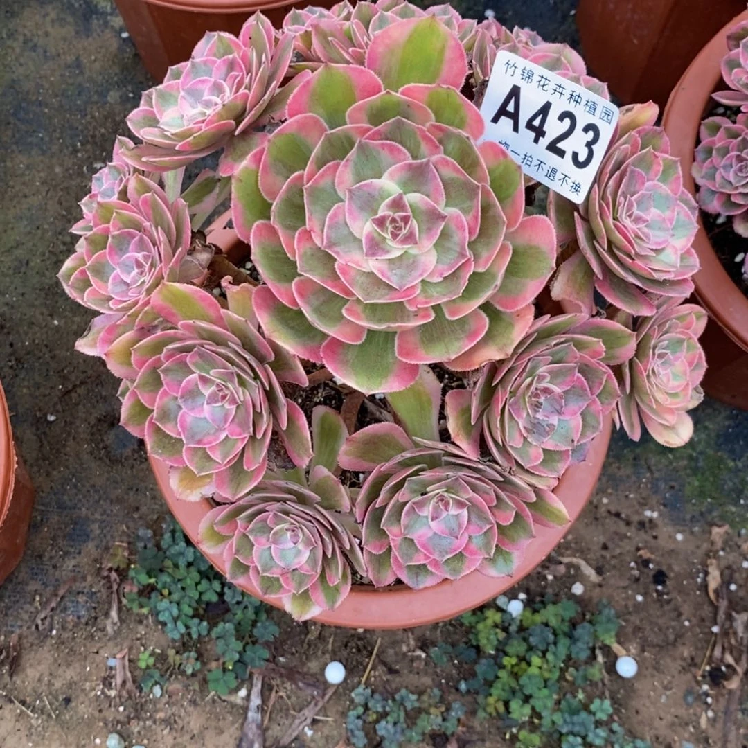 423云合小棵福利，