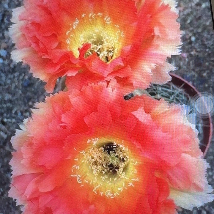 凤18侧芽4公分彩草